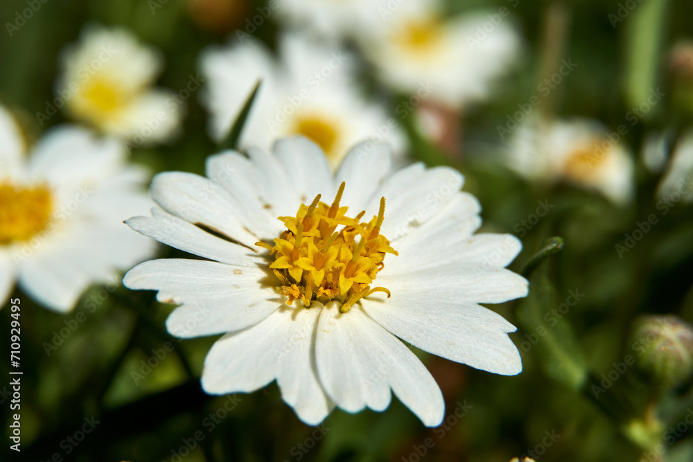 Fototapeta premium Texas Plains Blackfoot daisy wildflower