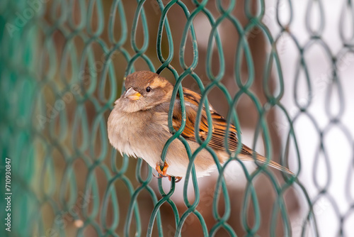 Close-up of a sparrow sitting in the mesh of a fence and looking at the camera