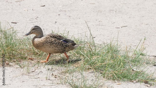 Duck walks on the beach.
Video footage of single duck walking on a sand. photo