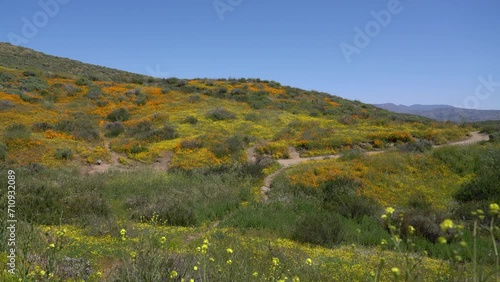 California Super Bloom Wildflower Trail in Diamond Valley Lake Hills Wide Shot USA photo