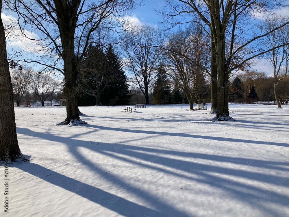 Obraz premium winter in the park