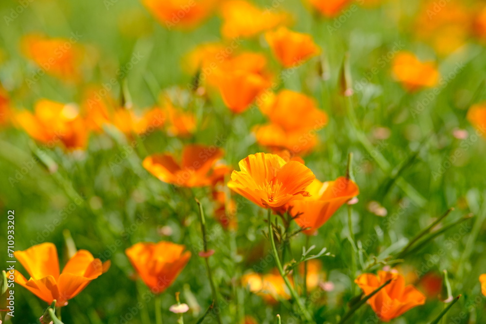 Close up of orange eschscholzia flower in the summer field