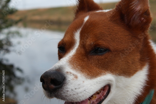 Happy senior dog portrait
