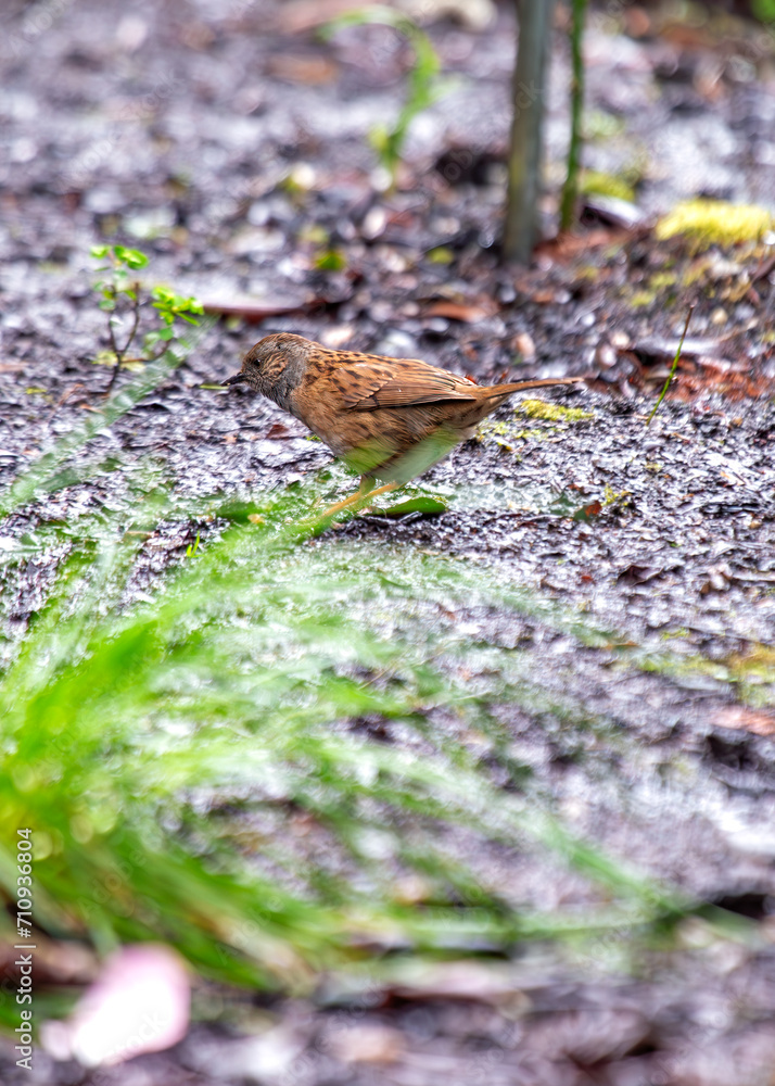 Ireland's Garden Minstrel - Dunnock (Prunella modularis) in National Botanic Gardens Ireland's Garden Minstrel - Dunnock (Prunella modularis) in National Botanic Gardens