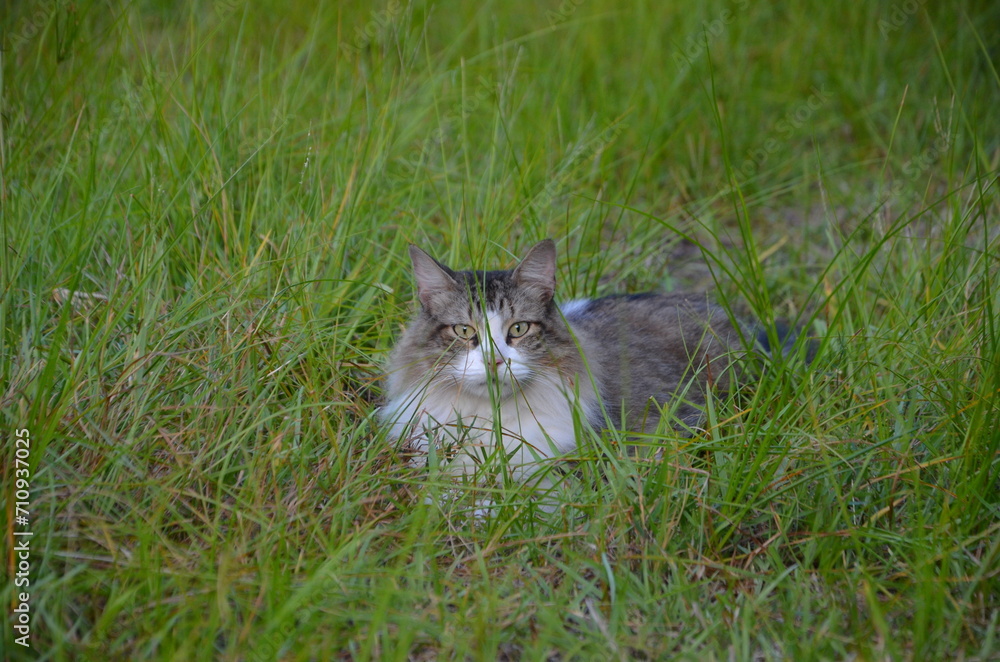 Long haired cat playing in the grass