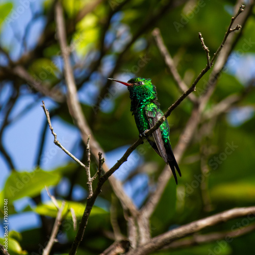 Cozumel Emerald Hummingbird Cynanthus forficatus