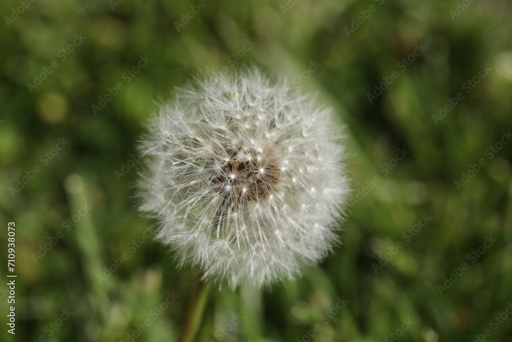 dandelion in the grass