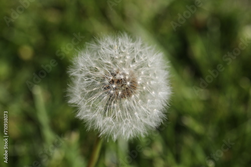 dandelion in the grass