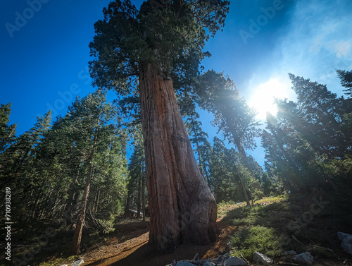 Sequoia National Park California Trees