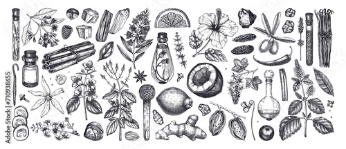 Perfumery and cosmetics ingredients collection. Flower, fruit, spice, herb sketches.  Aromatic plants hand drawn vector illustration.