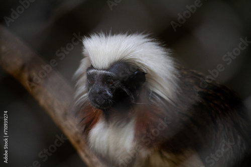 Cotton Top Tamarin Monkey at Merida Zoo