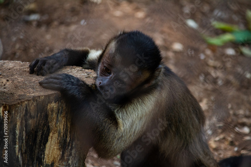 Monkey at Merida Zoo