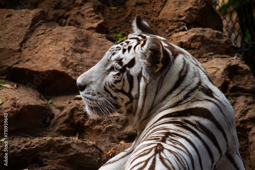 white bengal tiger