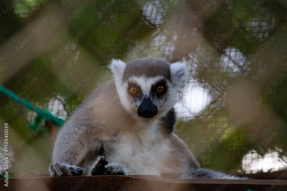 Fototapeta premium Lemur at the Zoo