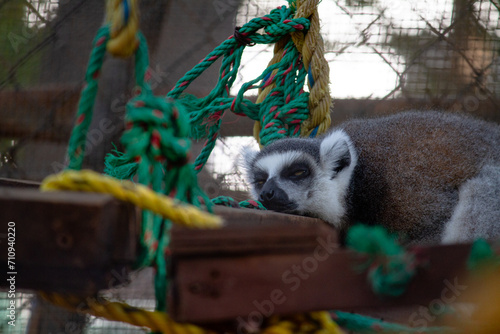 Lemur at the Zoo