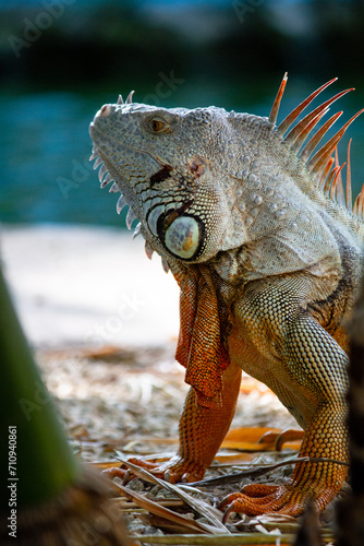 iguana on the rock