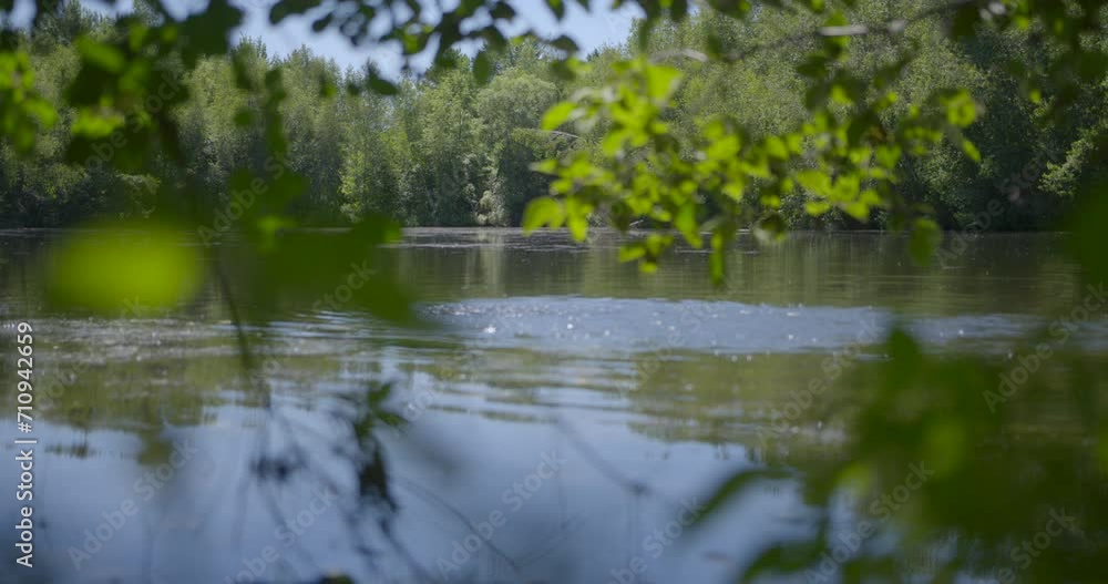 Oxygenation of the lake view between the branches / Focus on forest Oxygenation of the lake view between the branches / Focus on forest