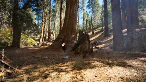 Sequoia National Park California Trees