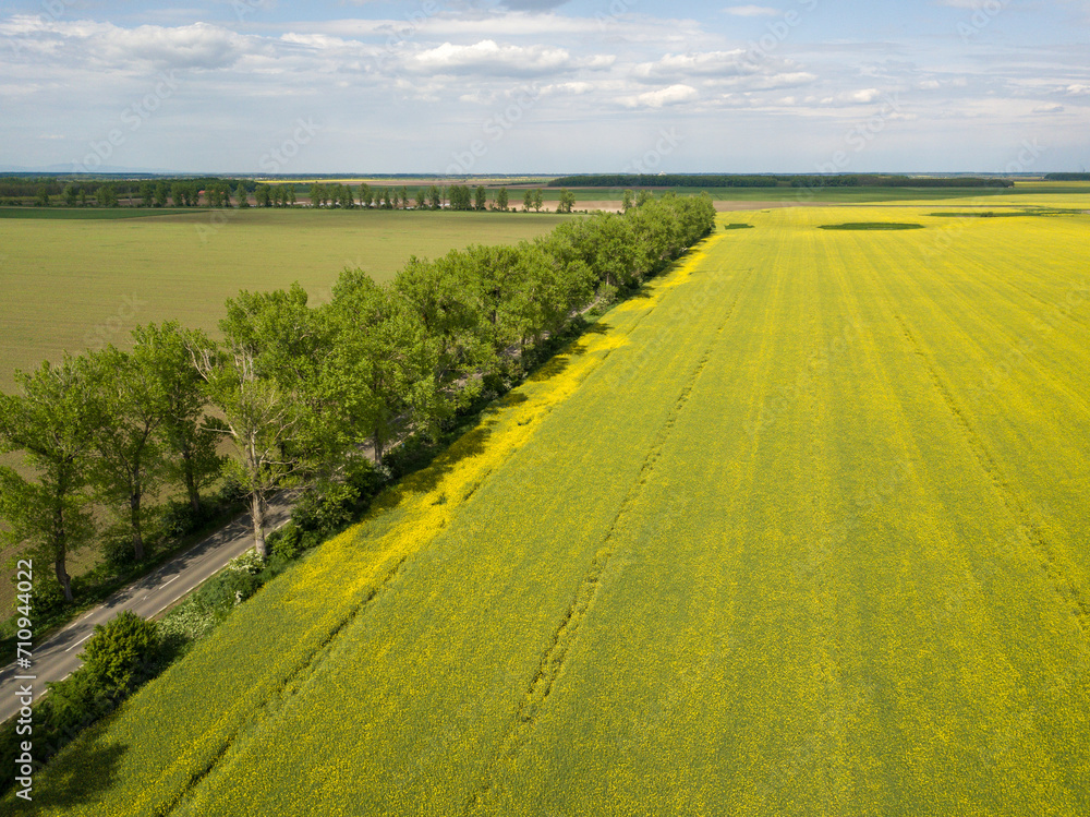 Obraz premium large yellow rapeseed field panorama with beautiul sky. view from above 