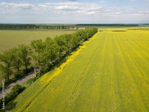large yellow rapeseed field panorama with beautiul sky. view from above
