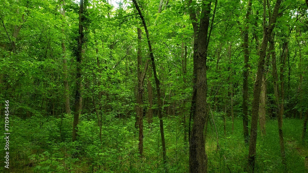 trees in the park