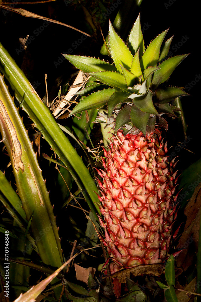 Fototapeta premium Abacaxi fruta madura no pé.