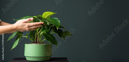 Female hands gardener taking care houseplants, closeup. Home gardening, greenery at home, love for plants, hobby concept. Copy space, empty space for text.