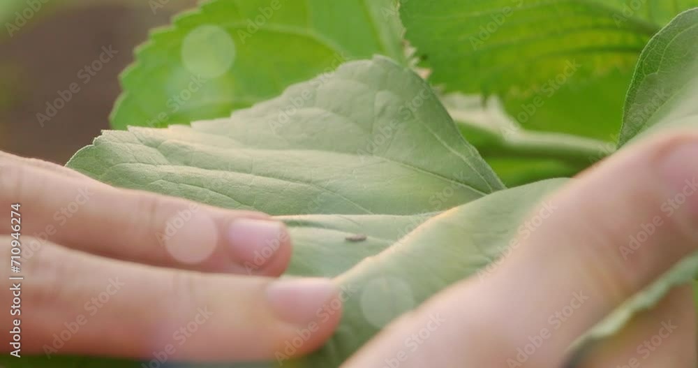 Hands holding a young plant in the ground, close-up Hands holding a young plant in the ground, close-up