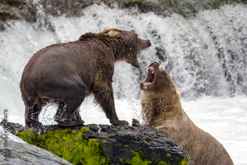 Two Brown Bears 909  128 Grazer fighting at Brooks Falls in Katmai National Park  Alaska