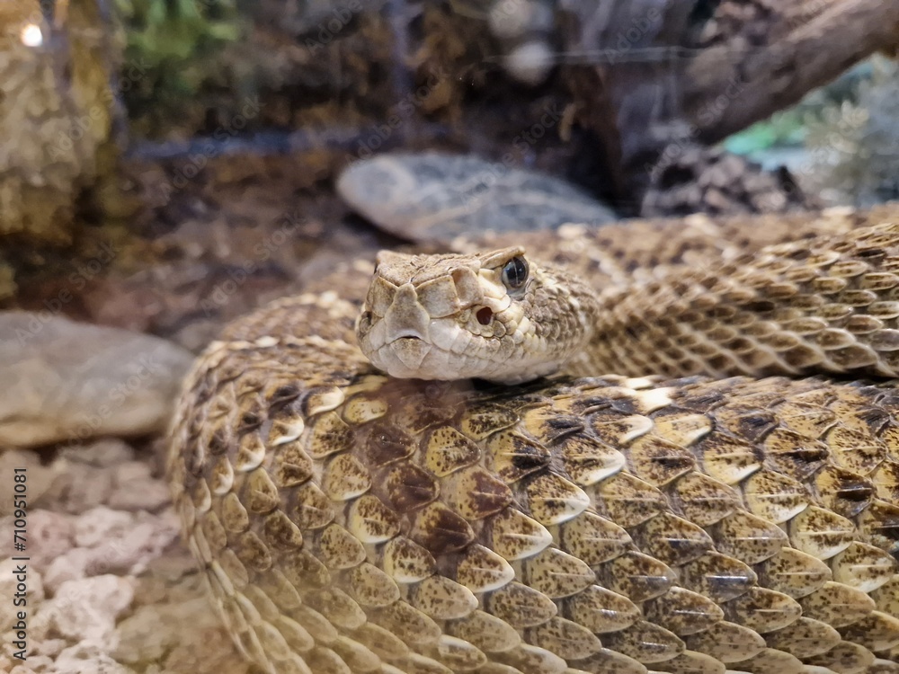 Obraz premium Kopf einer Klapperschlange