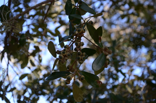 Florida Oak Branch full of green acorns