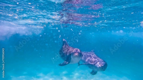 Curious Dolphins