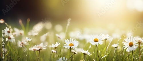Summer outdoors background glade with daisies and grass in the rays of sunlight. Beautiful colorful artistic image with soft focus at sunset, illustration. Space for text.
