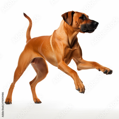 Rhodesian Ridgeback dog jumping close up portrait isolated on white background. Cute pet  loyal friend  good companion