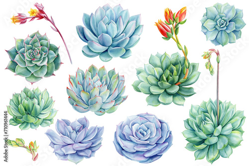 Succulents flower set, green bouquet, echeveria watercolor botanical painting. illustrations isolated white background