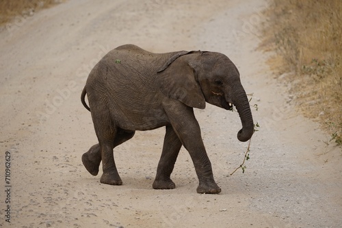 african wildlife, baby elephant