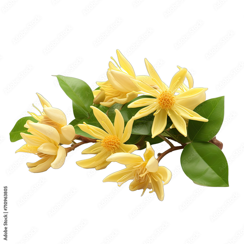 Ylang. Ylang Flowers Known for Their Exotic Scent.. Isolated on a