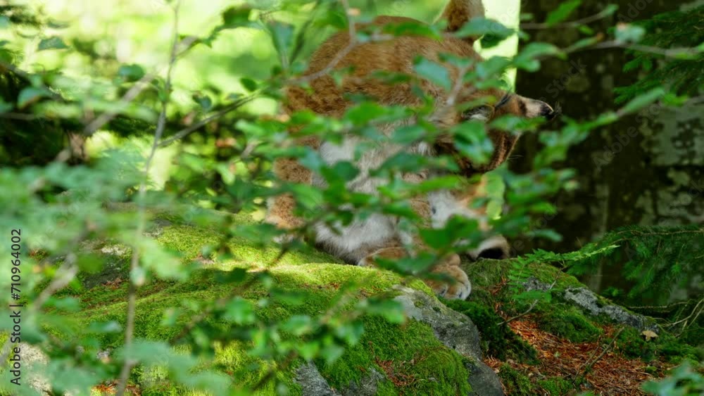 European bobcat in the forest European bobcat in the forest