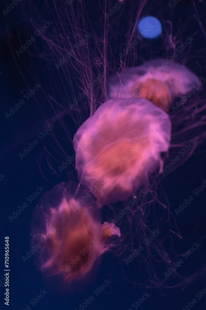 Obraz premium Fluorescent jellyfish swimming underwater aquarium pool with red neon light. The Lion's mane jellyfish, Cyanea capillata also known as giant jellyfish, arctic red jellyfish, hair jelly