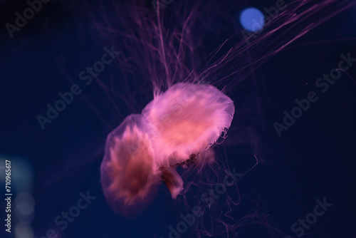 Fluorescent jellyfish swimming underwater aquarium pool with red neon light. The Lion s mane jellyfish  Cyanea capillata also known as giant jellyfish  arctic red jellyfish  hair jelly