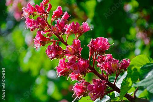 Kasztanowiec czerwony, kwiaty kasztanowca czerwonego, Aesculus ×carnea, red horse-chestnut	
 photo