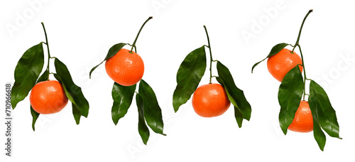 Four branches with tangerines isolated on white background. Set of citrus fruits on a branch to create a collage or a postcard.