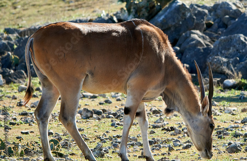 Fototapeta Naklejka Na Ścianę i Meble -  Profile close-up of Common eland -Taurotragus oryx eating grass in Texas