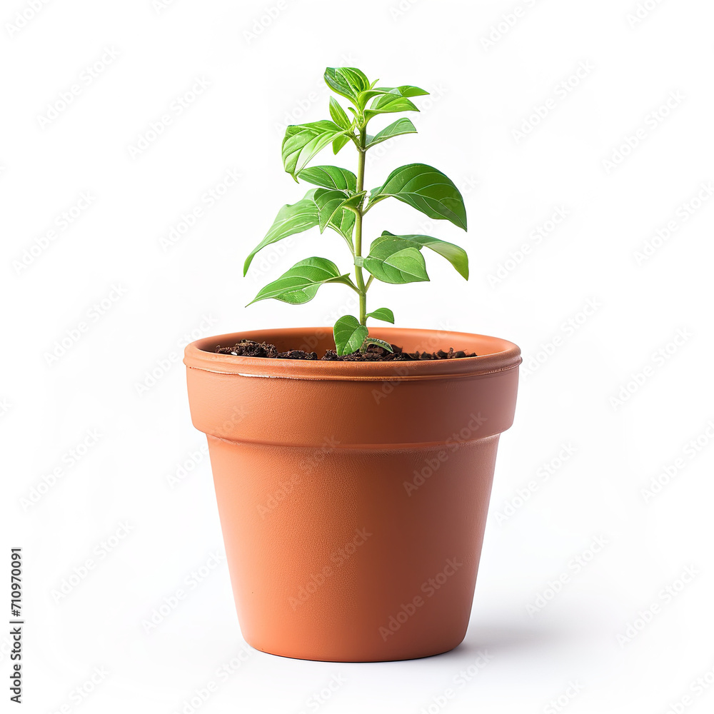 Obraz premium Flowerpot isolated on a white background