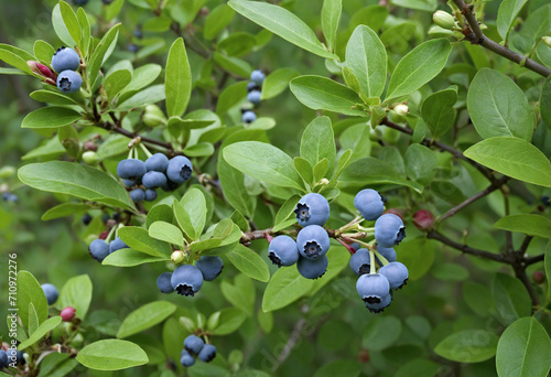 Ripe and unripe highbush blueberries on shrub