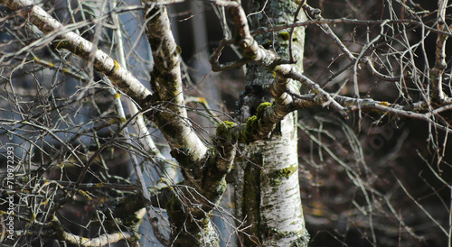 Branches Of A Birch Tree