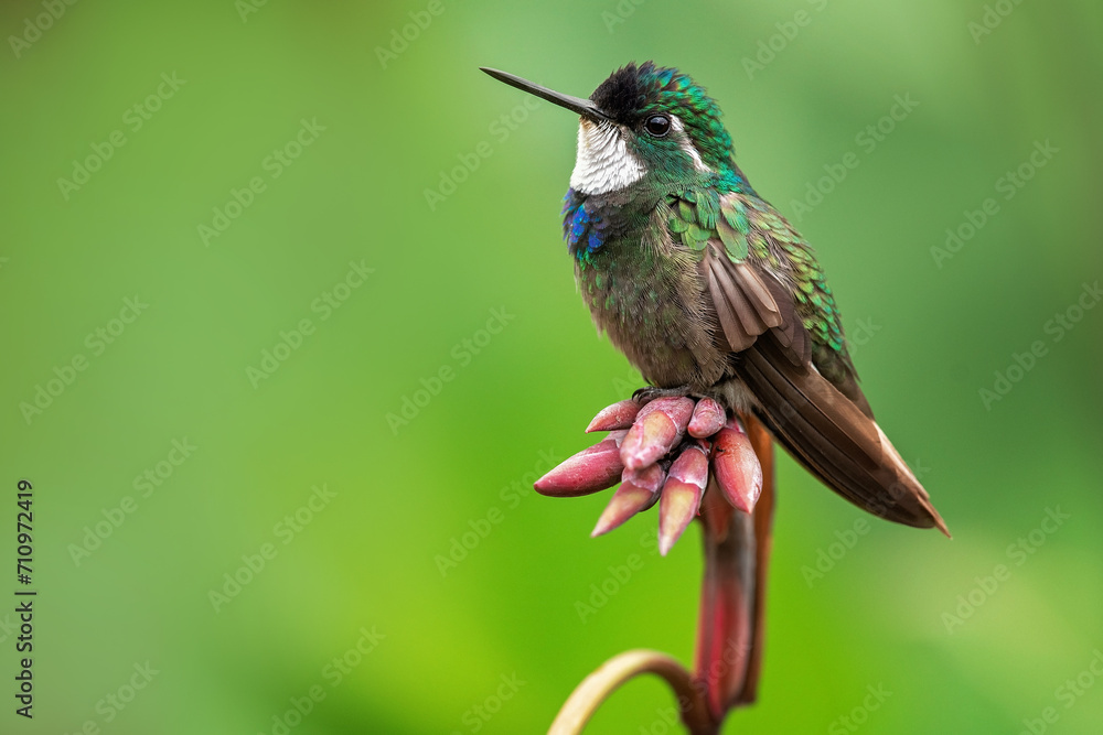 Fototapeta premium The white-throated mountaingem or white-throated mountain-gem (Lampornis castaneoventris) It is endemic to Costa Rica