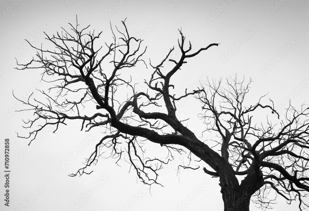 Fototapeta premium Spooky Dead Tree Silhouette on White Background for Halloween. Artistic Black and White Scene Symbolizing Death, Despair, and Peace.