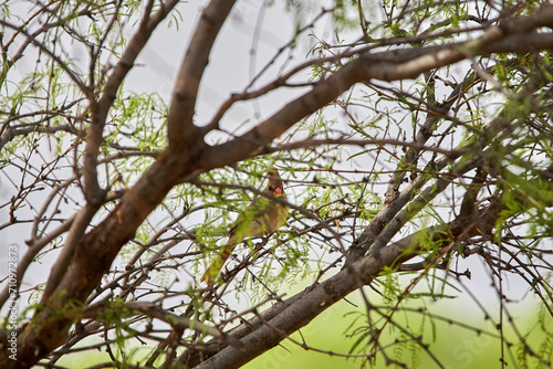 Female cardinal perched hiding in the branches of a Texas Mesquite tree © The Nature Guy