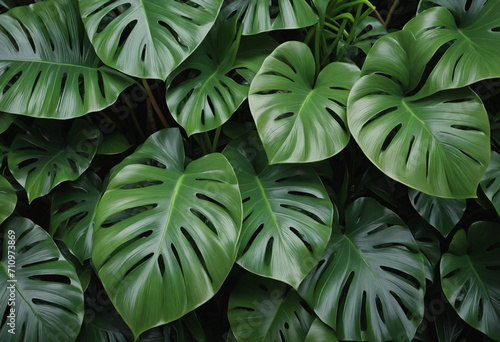 Tropical Plant Closeup with Beautiful Green Leaves for Spa Background or Green Wallpaper